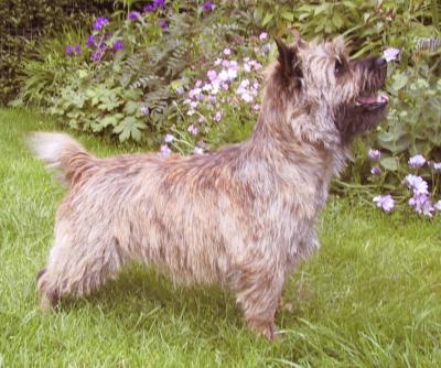 Shearwater Ah Jim Lad