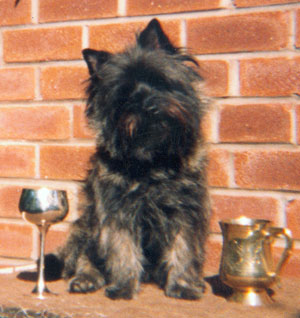 Gyp - Thimswarra Raffles