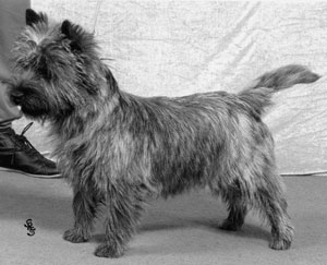 Sally (Thimswarra Sally Free'n Easy of Shearwater