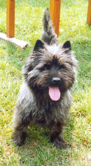 Pot (Shearwater Lady Bespotted)