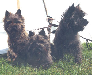 Shillelagh, Shannon & Pot