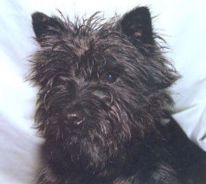 Shearwater Black Gold