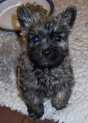 cairn puppies for sale