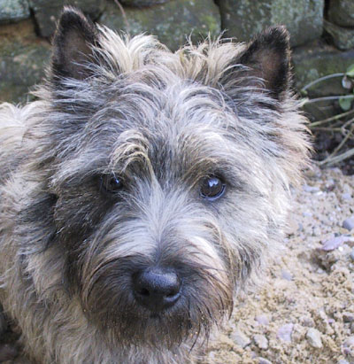 Shearwater Shinanegan